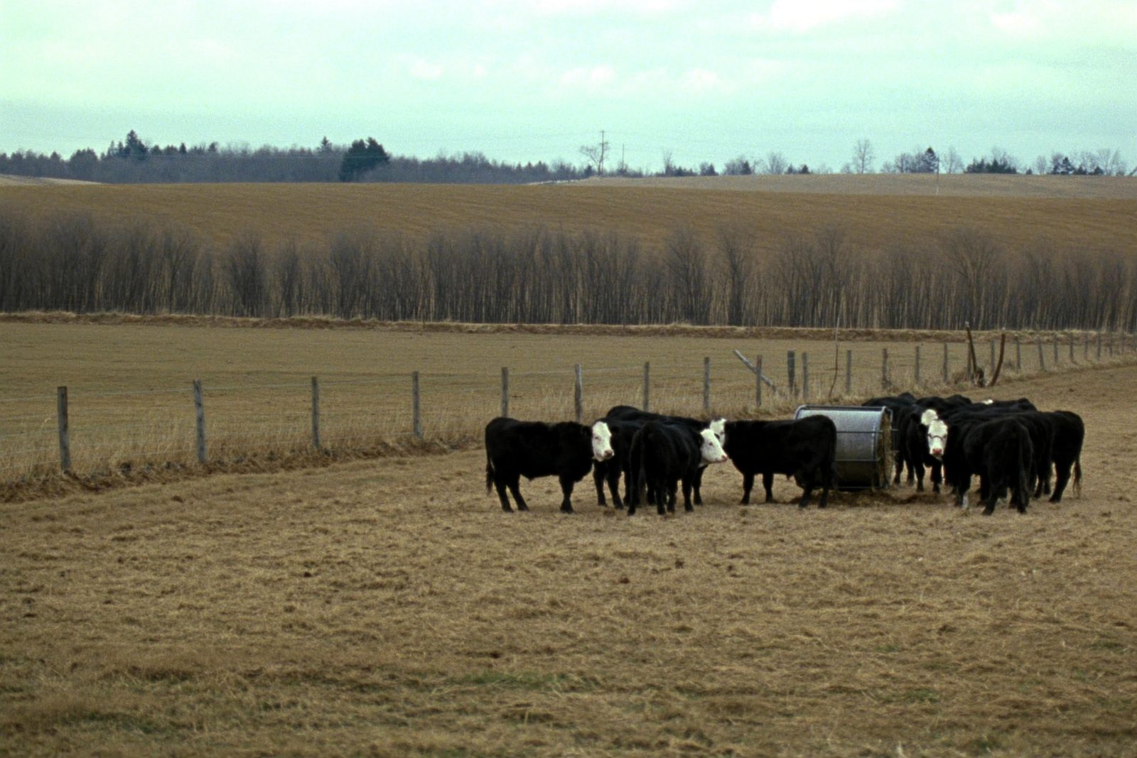 Black baldy cattle standing in a wire-fenced winter pasture of brown grass, a round steel hay ring in the middle of the herd, bare hedgerow behind.